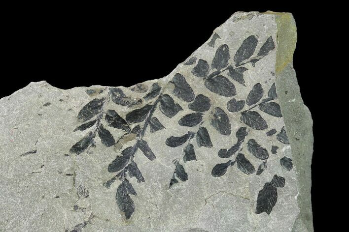 Pennsylvanian Fossil Fern (Neuropteris) Plate - Kentucky #142402